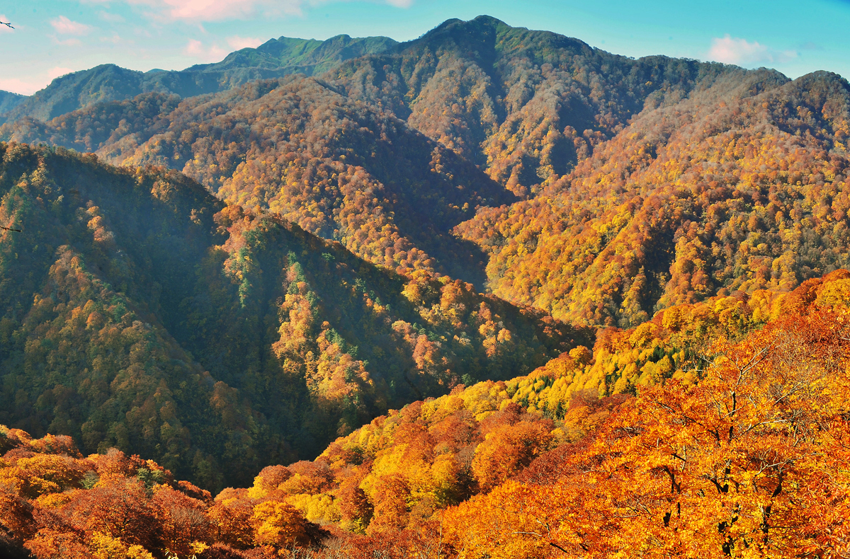 白神山地紅葉の写真 - 美術品